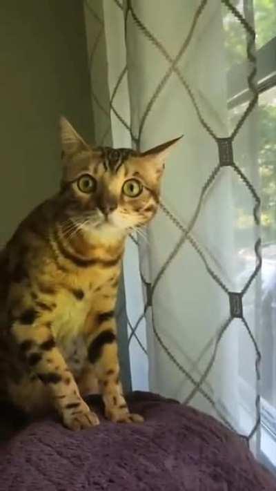 Cat sees a bear for the first time