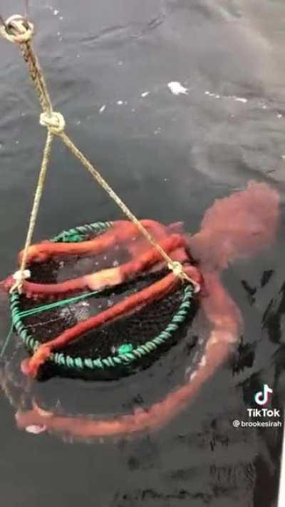 Huge octopus hangs on to fisherman's catch