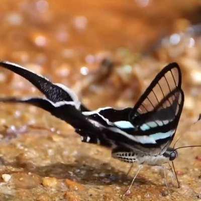 Dragontail Butterfly