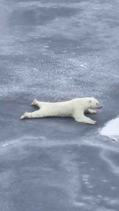 This polar bear using physics to cross thin ice, distributing its mass over a wider surface area to reduce pressure