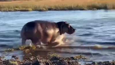 recent video of a Hippo charging through water and confronting 3 Male Lions crossing his river, an absolutely terrifying encounter again showing the sheer power and might of a Hippo.