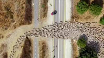 A herd of sheeps recorded from a drone