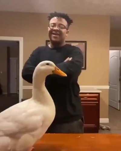 Adorable duck steals the show