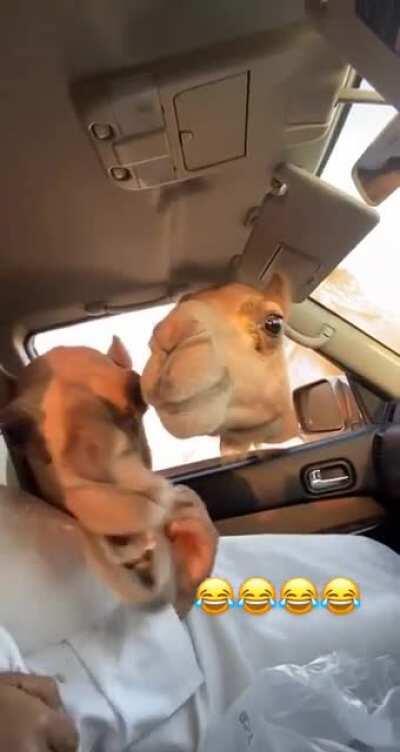 Very versatile, very fresh squeaky man scared of hungry camels ! + example