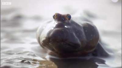 The Mudskipper, an amphibious fish. They are known for their unusual appearance and their ability to survive both in and out of water.