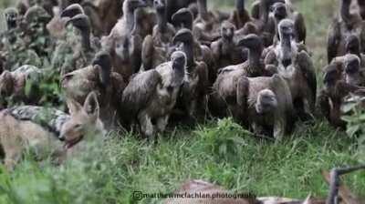 The scavenger hunters waiting for the fox to leave their prey