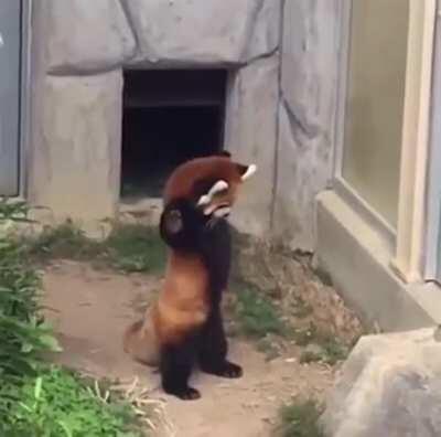 Red panda getting scared by a rock