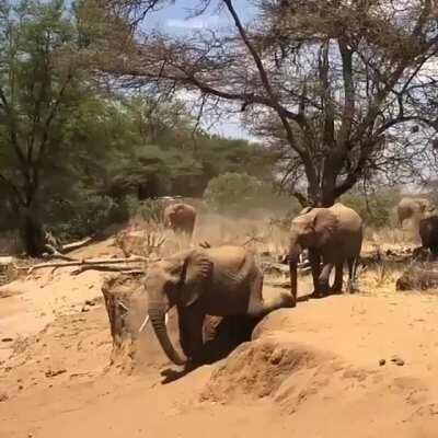 Mom shows her baby elephant how to cross the river bank...and he almost nails it