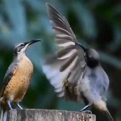 A juvenile Victoria's riflebird performs courtship dance to impress a female