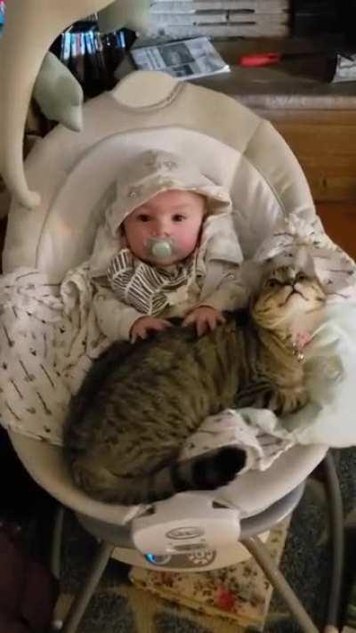 Baby making biscuits on a cat