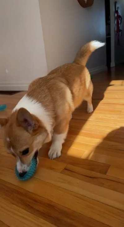 Cheddar is very proud of the ball he ripped in half