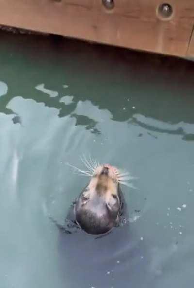 Sea lion spit take