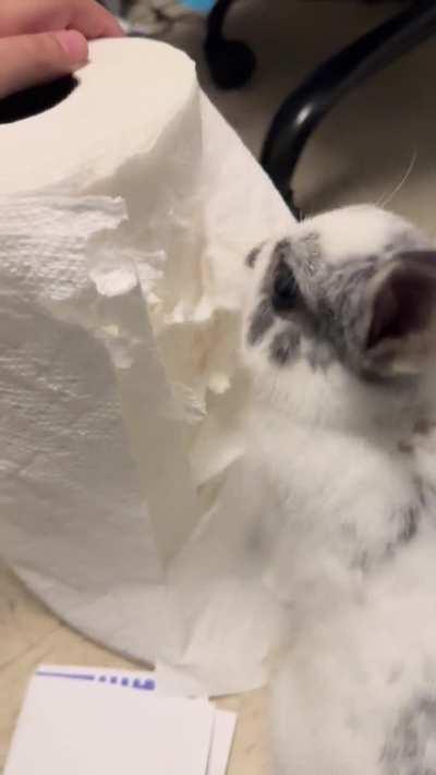 She loves paper towel too much