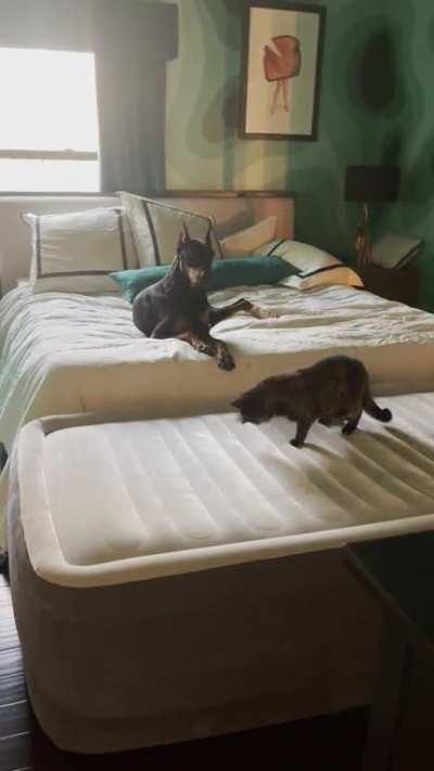 Dog couldn’t figure out what the cat was doing