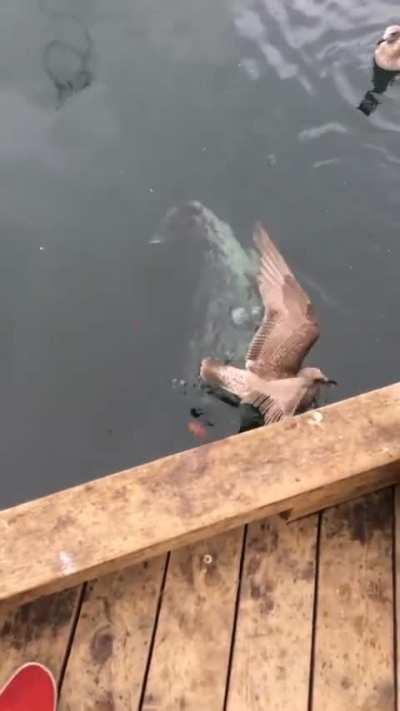 Seagull gets chomped by an otter why a cute seal looks on