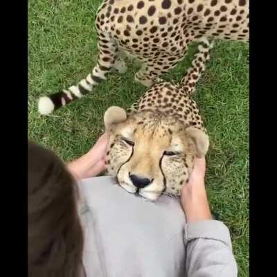 Cheetahs are the most timid of the big cats and there is no record in southern Africa of a cheetah ever having attacked a human. Even wild animals are often rather docile and were kept as pets in ancient times.