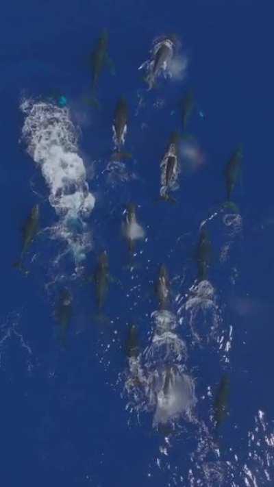 Off the coast of Lahaina, Hawaii over 30 Humpback Whales can be seen here on a heat run (1st post more details)