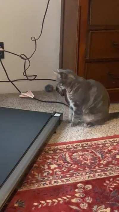 Cat trying out the new treadmill