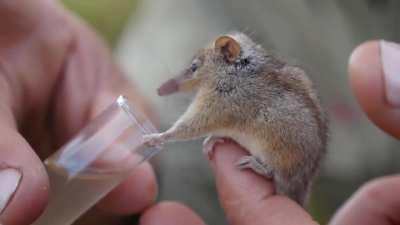 Like a mouse crossed with a hummingbird, the diminutive honey possum is an Australian marsupial that feeds exclusively on nectar and pollen. A keystone species, a number of plant species rely upon these hard-working little pollinators.