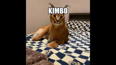 Kimbo Kimbothewildcat GIF - Kimbo Kimbothewildcat Floppa
