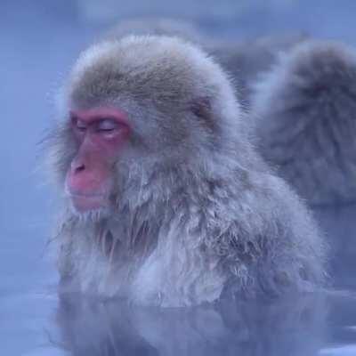 Snow monkey's soaking in a natural hot spring.