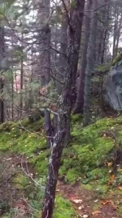 🔥 Strong winds push and pull at the forest floor, making it look like it's 'breathing'. by @spacespot