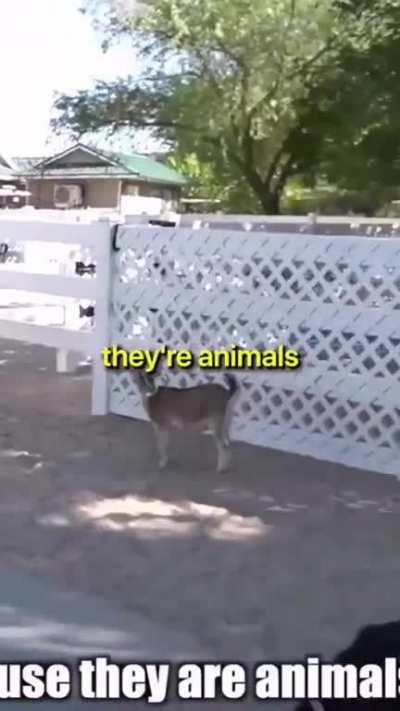 Animal Problems in ZOO