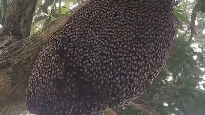 🔥 Giant Honeybees protect their hive from predators with a ripple effect known as 