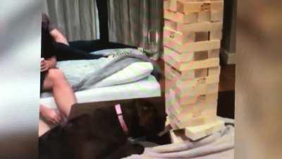 Dogs can play Jenga too