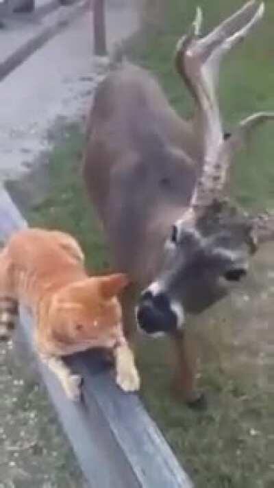 Cat visits his friend every day