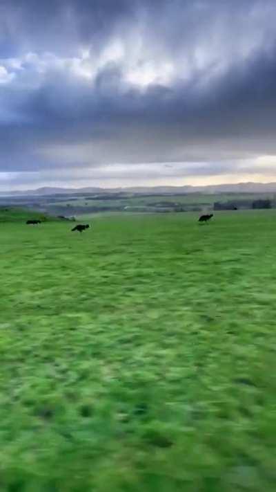 Border collies run freely and at full speed