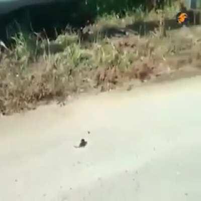 Rodent fights snake to get baby back