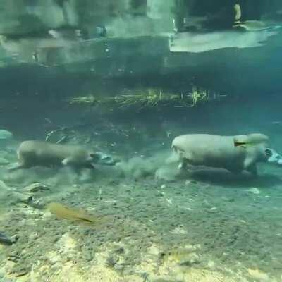 Tapirs running underwater in the Prata River, Brazil