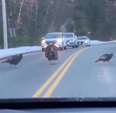 Standing guard while everyone crosses safely