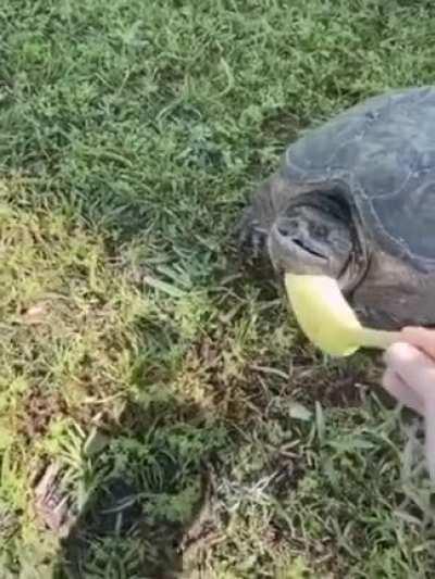 Turtles love bananas