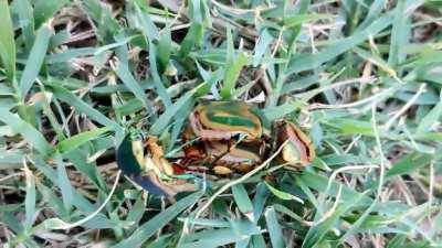 &quot;Dad, take a video of these green june bugs!&quot;