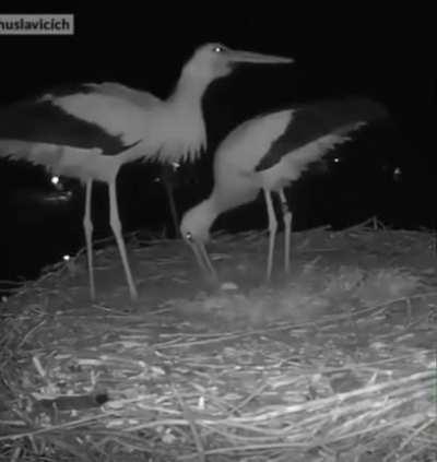 🔥 A stork couple celebrating laying their first egg