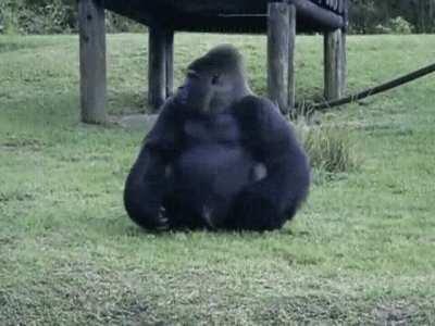 Gorilla catches a pretzel and looks around to make sure they didn't get caught