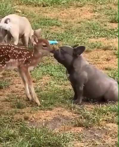 Fawn in love with mr.doggo