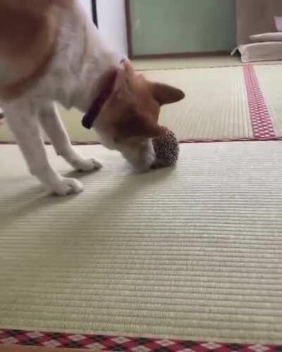 Shiba meets hedgehog