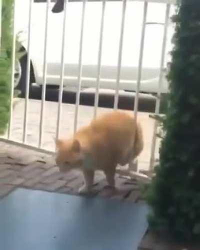 Kitty cat vs Gate!