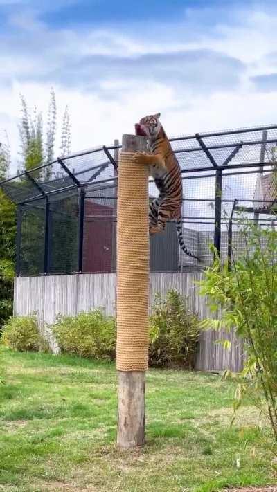 Tiger Scratching Post 