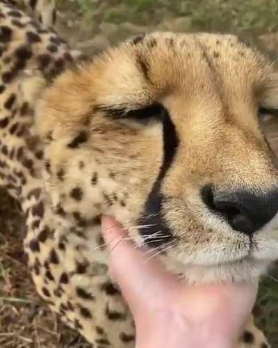 The sound of this Cheetah’s purr