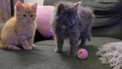 Two kittens I picked up from the highway don't quite understand toys. The TV had them on edge.