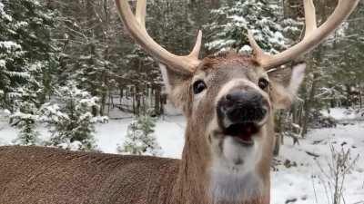 This adorable deer munching on a carrot