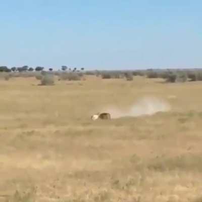 🔥 Taking advantage of two gazelles fighting