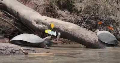 Butterflies drink the tears of turtles, as a way to get sodium in their diet.