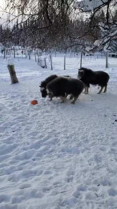 Big boyes are making ice cream