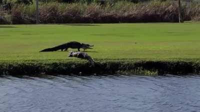 A couple of American Alligators battling on a golf course, while two Sandhill Cranes referee the fight. You know exactly which state it was filmed in.