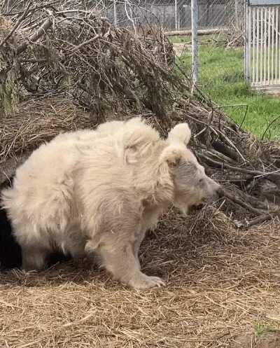 Bear hibernates so hard it forgets what planet it's on.